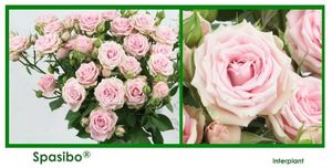 ROSE BR. SPASIBO 60